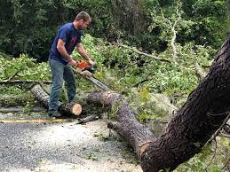 Best Lot and Land Clearing  in Fayette, MO