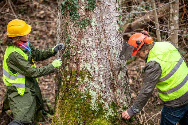 How Our Tree Care Process Works  in  Fayette, MO