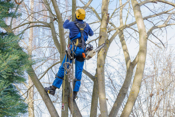 Best Arborist Consultation Services  in Fayette, MO