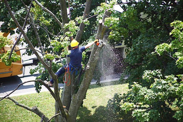 Best Tree Health Inspection  in Fayette, MO