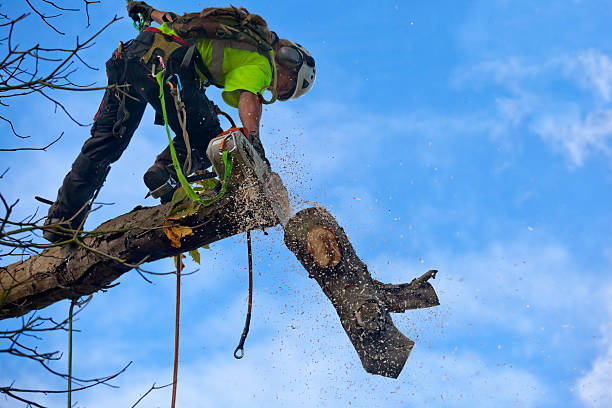 Best Tree Disease Treatment  in Fayette, MO